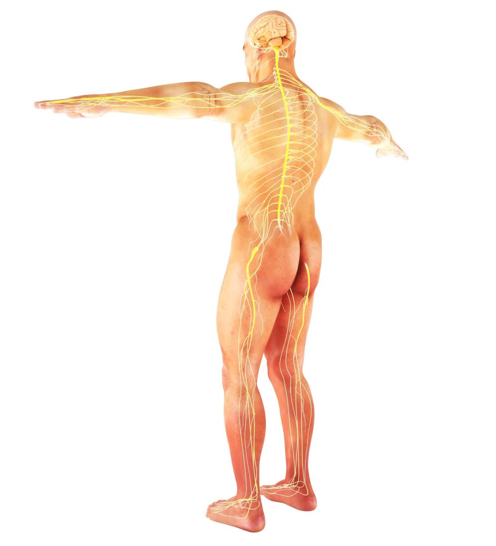 Nervous system